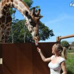 Giraffes Love Sydney Sweeney (Photos)